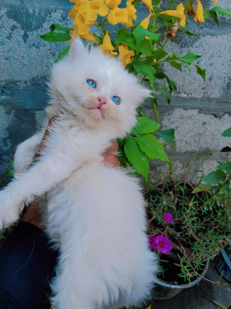 Persian kitten for sale Punch tiger face triple couted, Long hair

                                                            alt=
