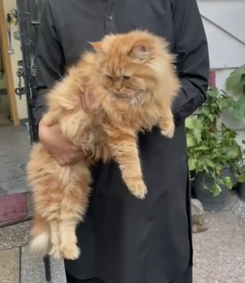 Brown Tripple cotted Persian male cat . Trained

                                                            alt=