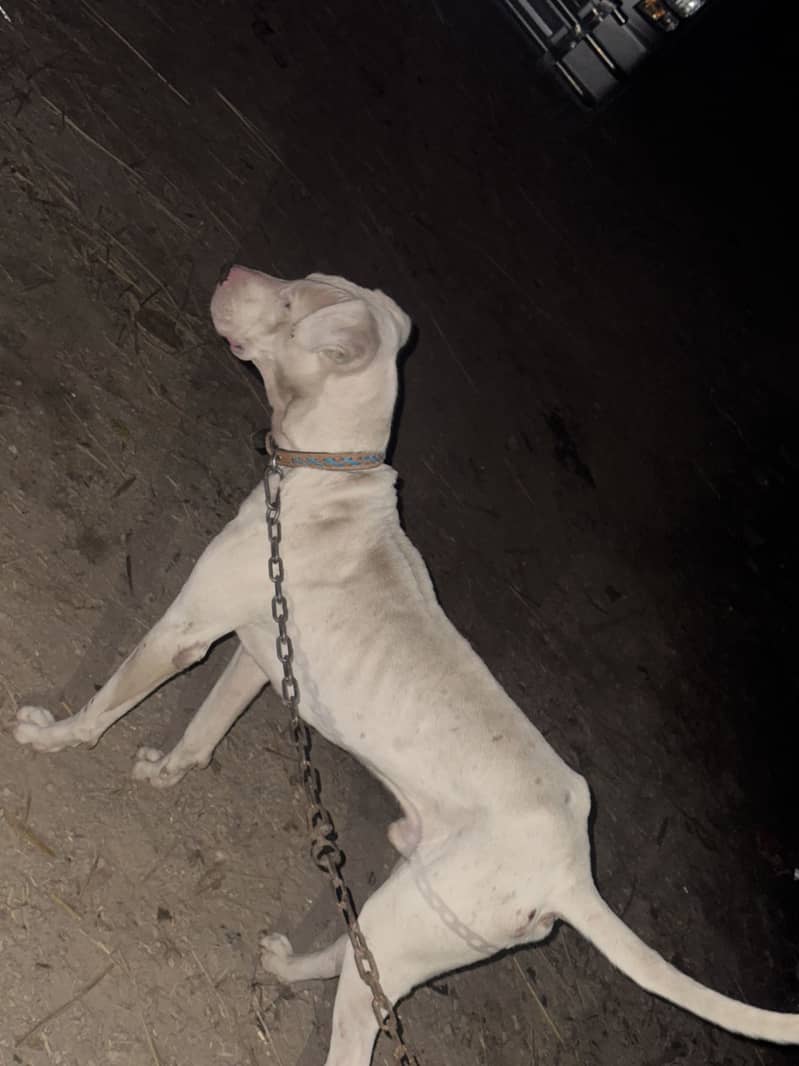 Dog for sale

                                                            alt=