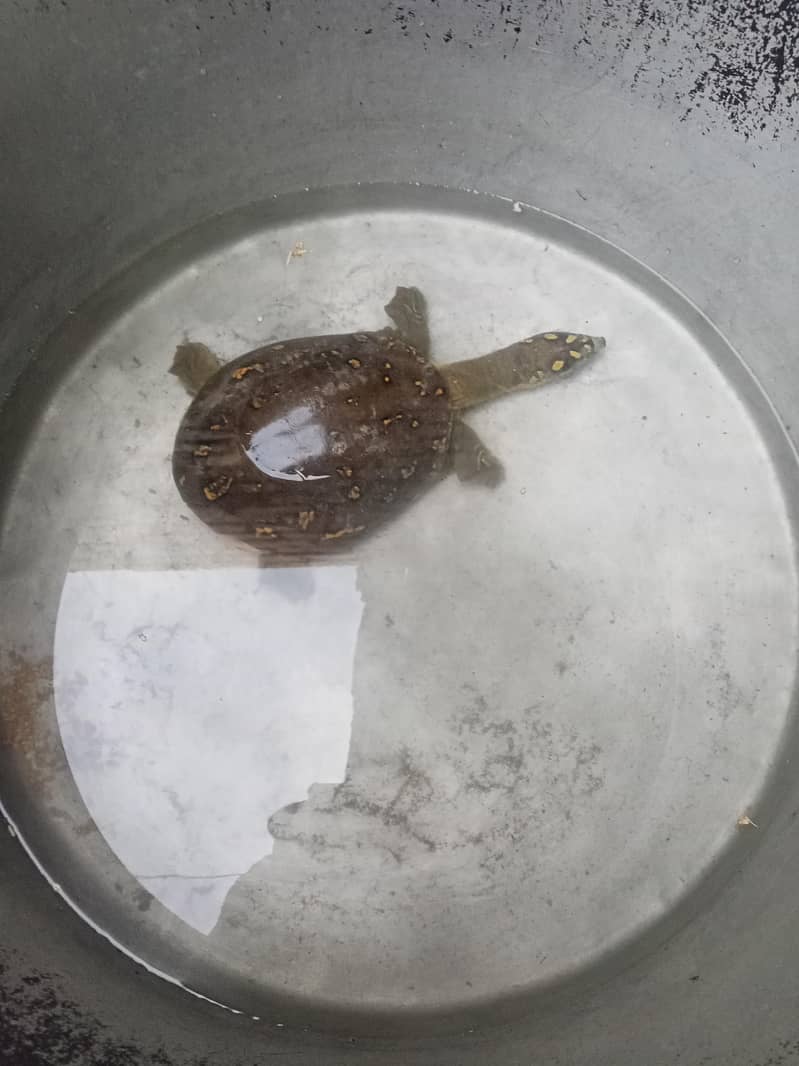 کیچوا

                                                            alt=