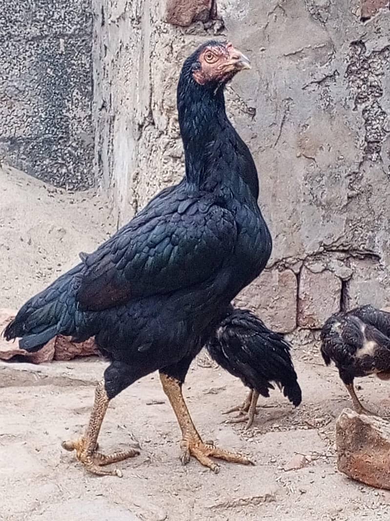 Mazbout

                                                            alt=