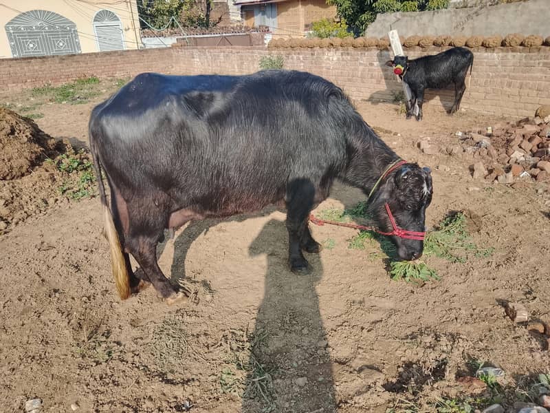 بھینس فار سیل

                                                            alt=