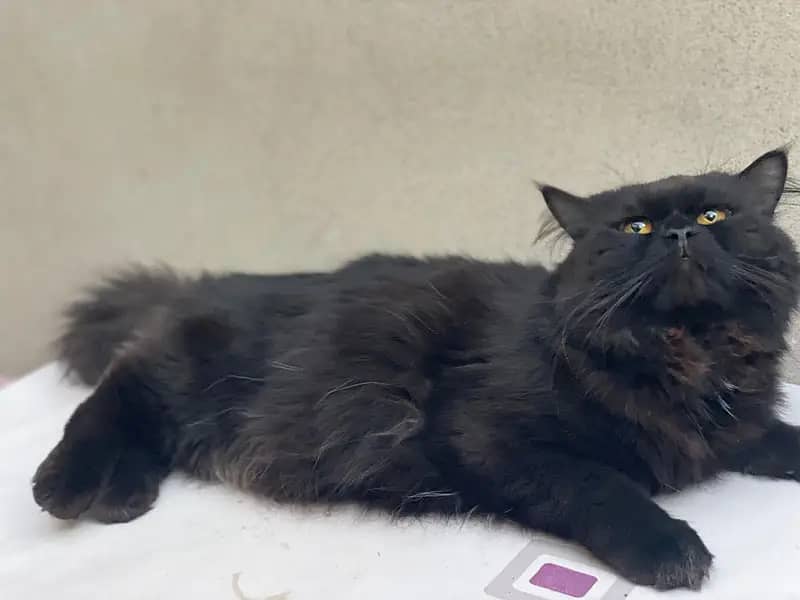 Rare Black Persian Breed yellowed eye cat

                                                            alt=