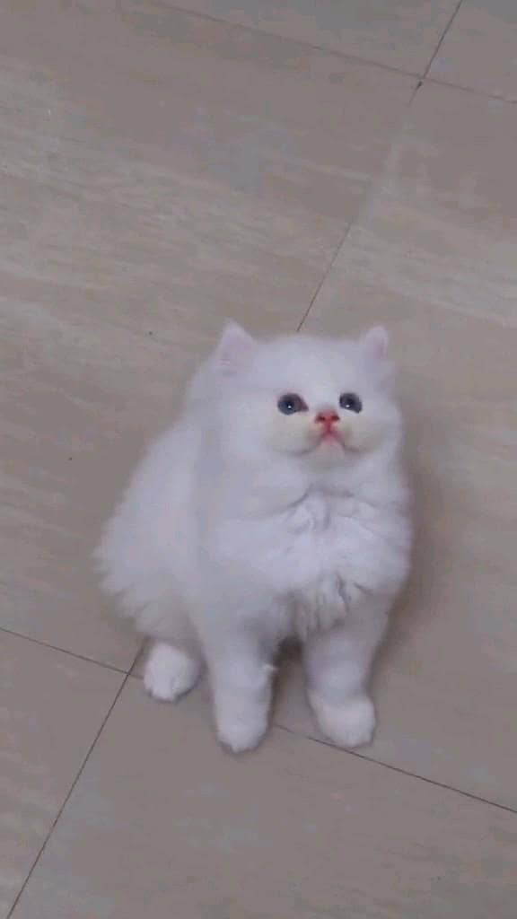 Persian kitten for urgent sale my WhatsApp number 032869729ten

                                                            alt=