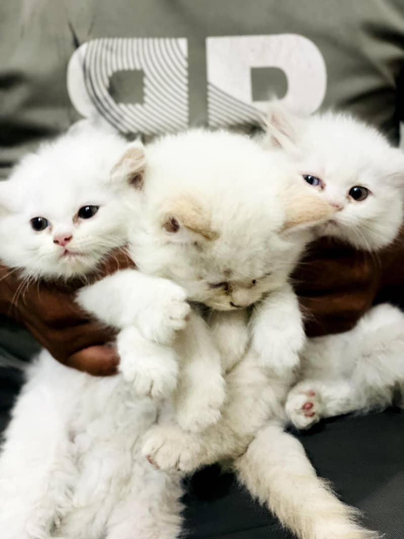 percian cat white for sale 03086103832

                                                            alt=