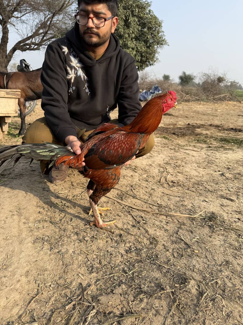 Pakoya Trad cross male and Pakistani trad cross females

                                                            alt=