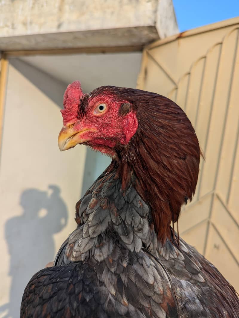 Topla Saleta Pure Mianwali

                                                            alt=