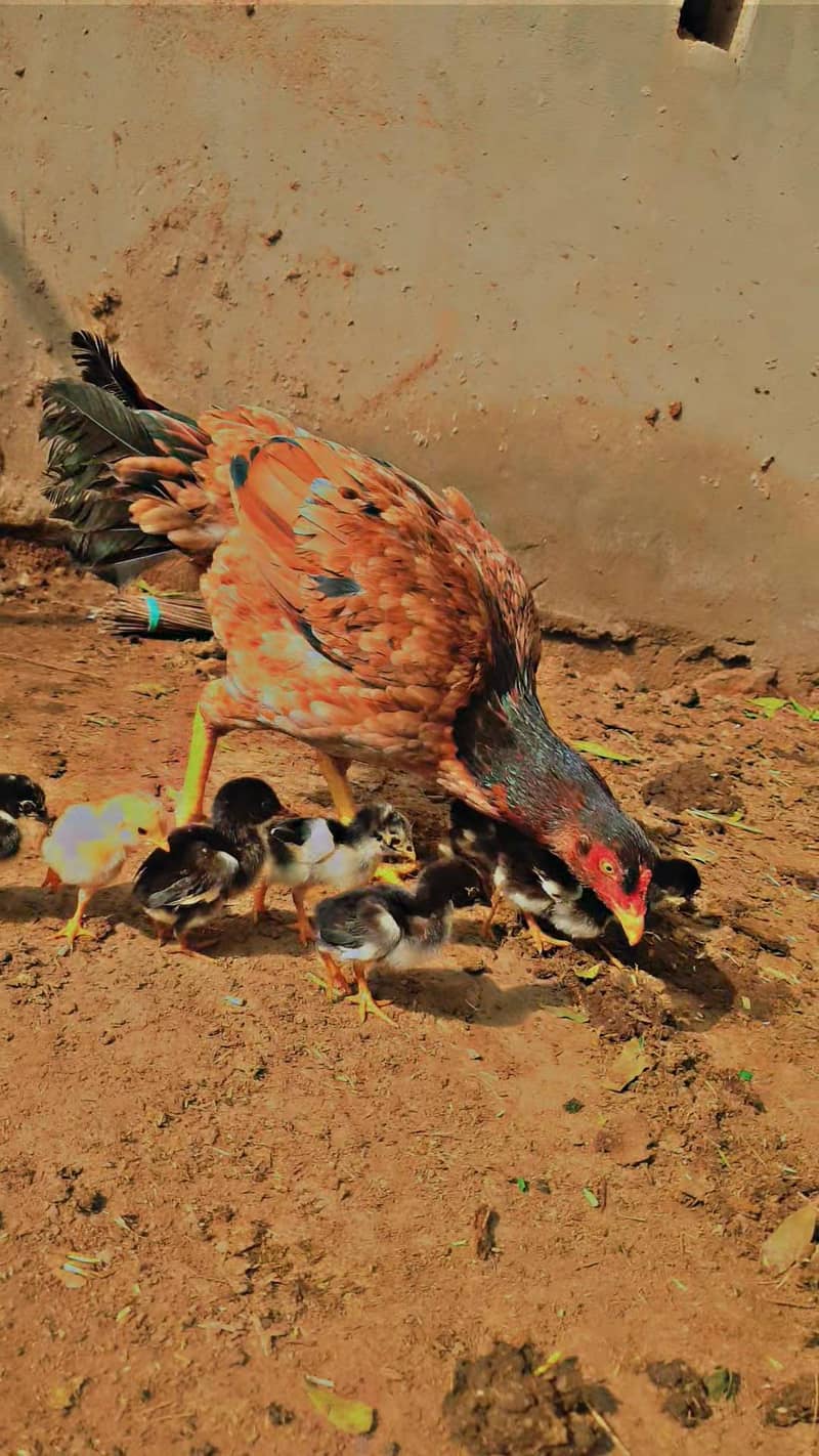 Aseel chiks for sale

                                                            alt=