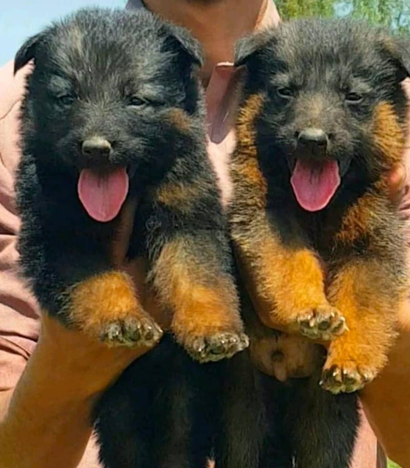 german shepherd dog | Puppy | Dog for sale | Long coat

                                                            alt=