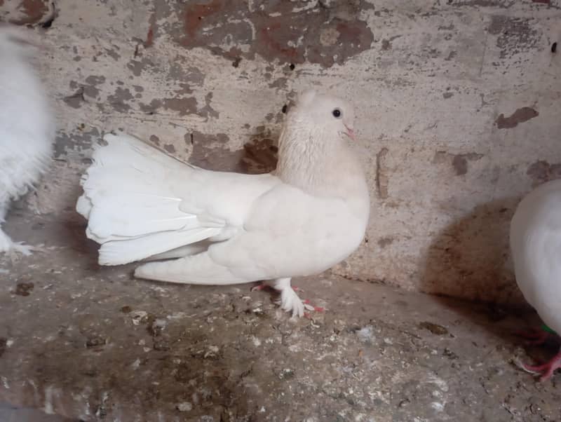 LUKKY

                                                            alt=