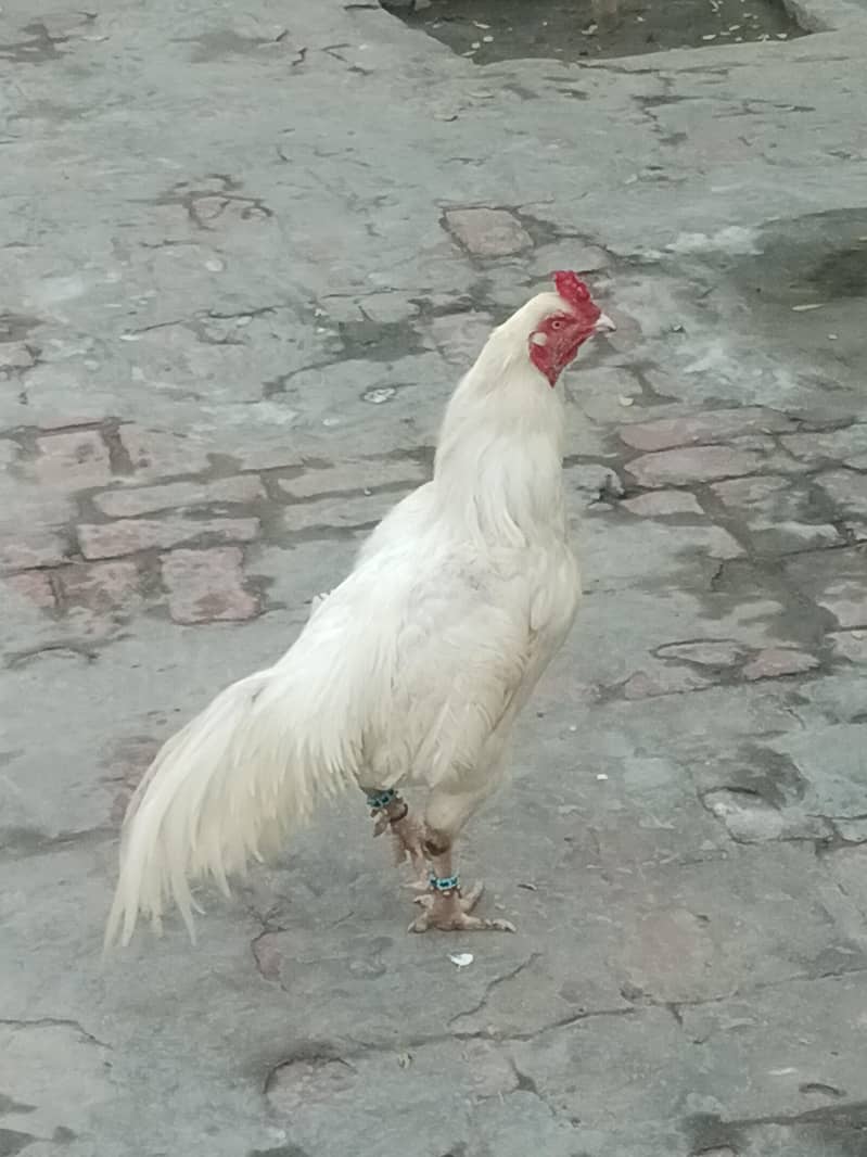 *Pure Aseel heera | golden buff hen pair /white paper heera*

                                                            alt=