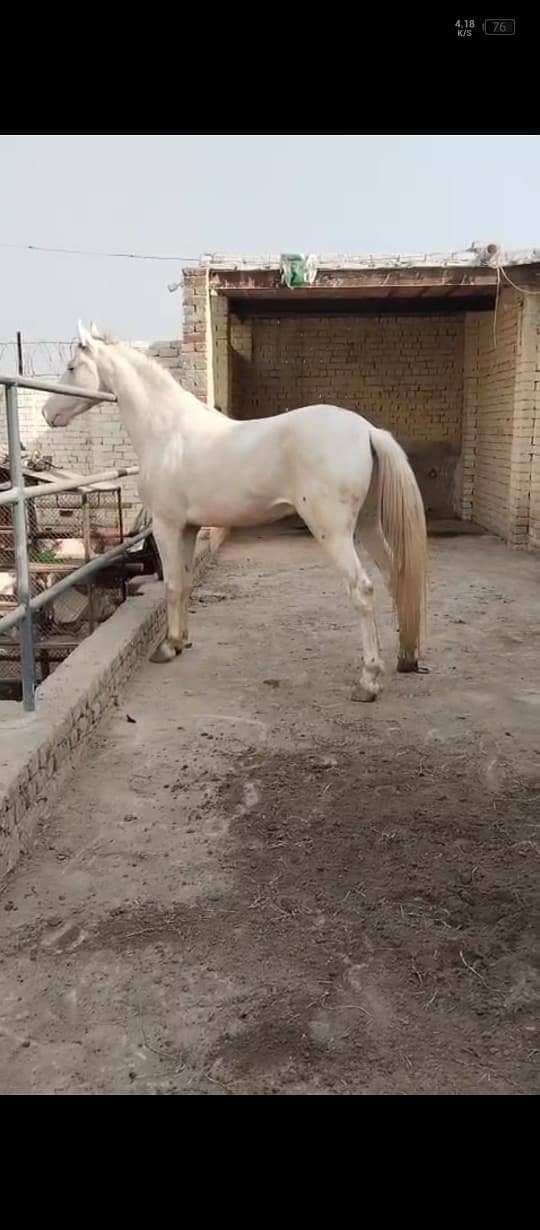 Horse | white Nukra | Nukra Ghora | Arabic Ghora | Horse For Sale

                                                            alt=