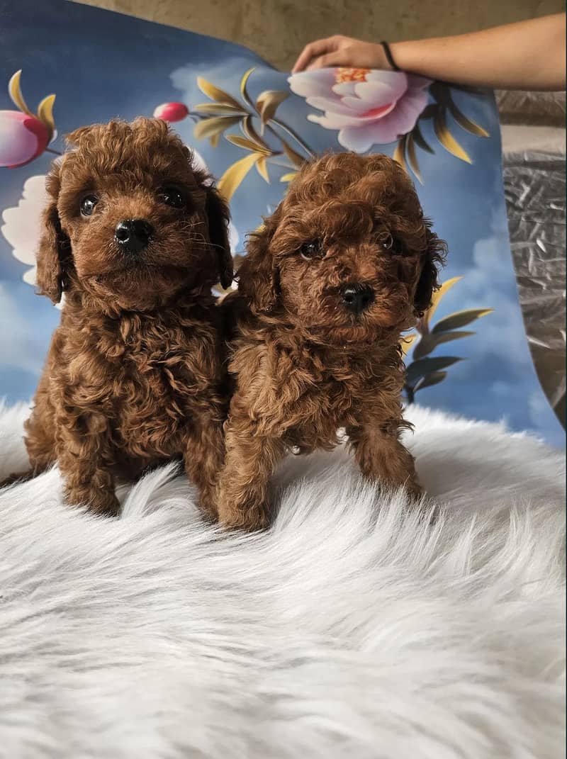 Poodle

                                                            alt=