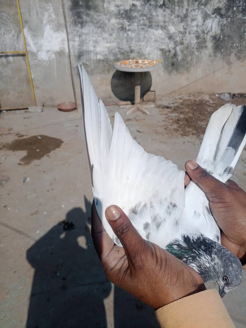 four pice pigon for sale

                                                            alt=