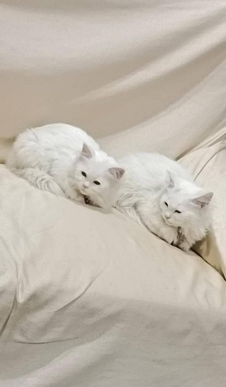 banty babli

                                                            alt=