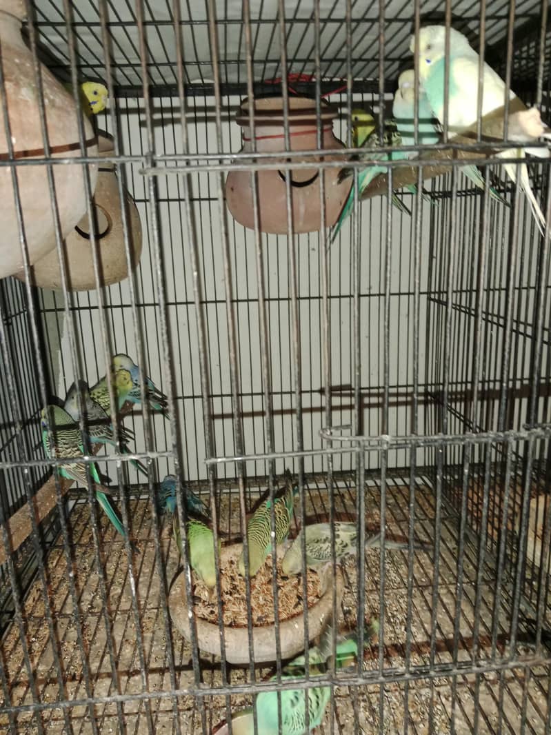 5pair breader bajri aik pair hogo double flower

                                                            alt=