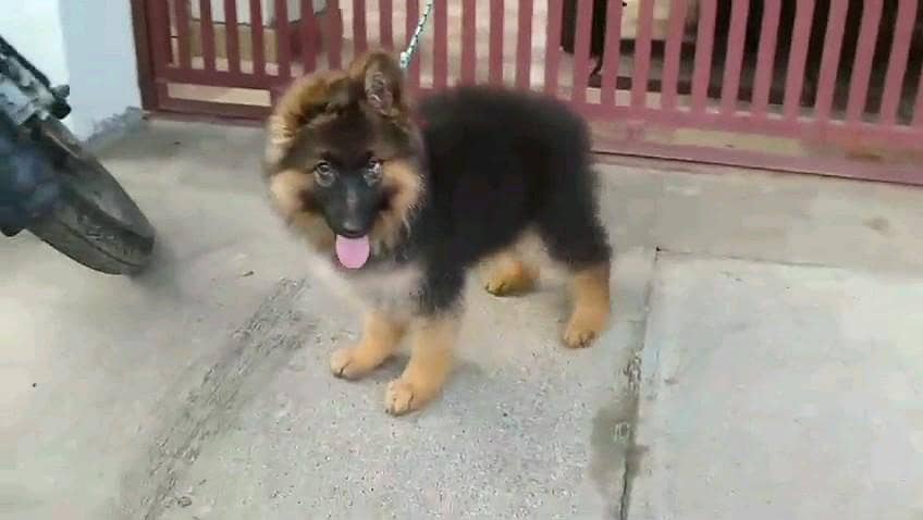 German shepherd puppies  my WhatsApp number 03245285207

                                                            alt=