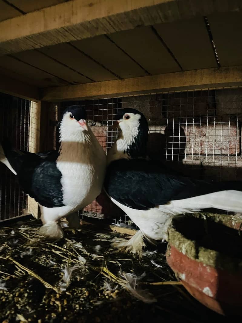 Fancy pigeons | pamorion |sherazi | frillback | kabutar | lakky

                                                            alt=