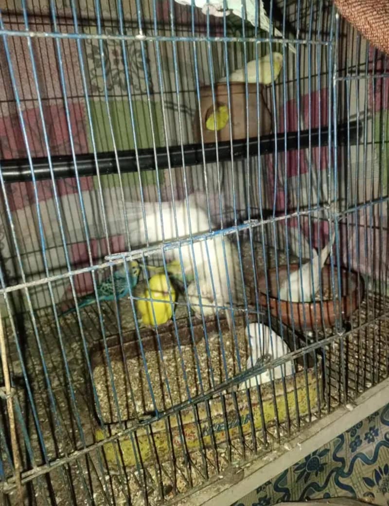 cage for sale 3 cage

                                                            alt=