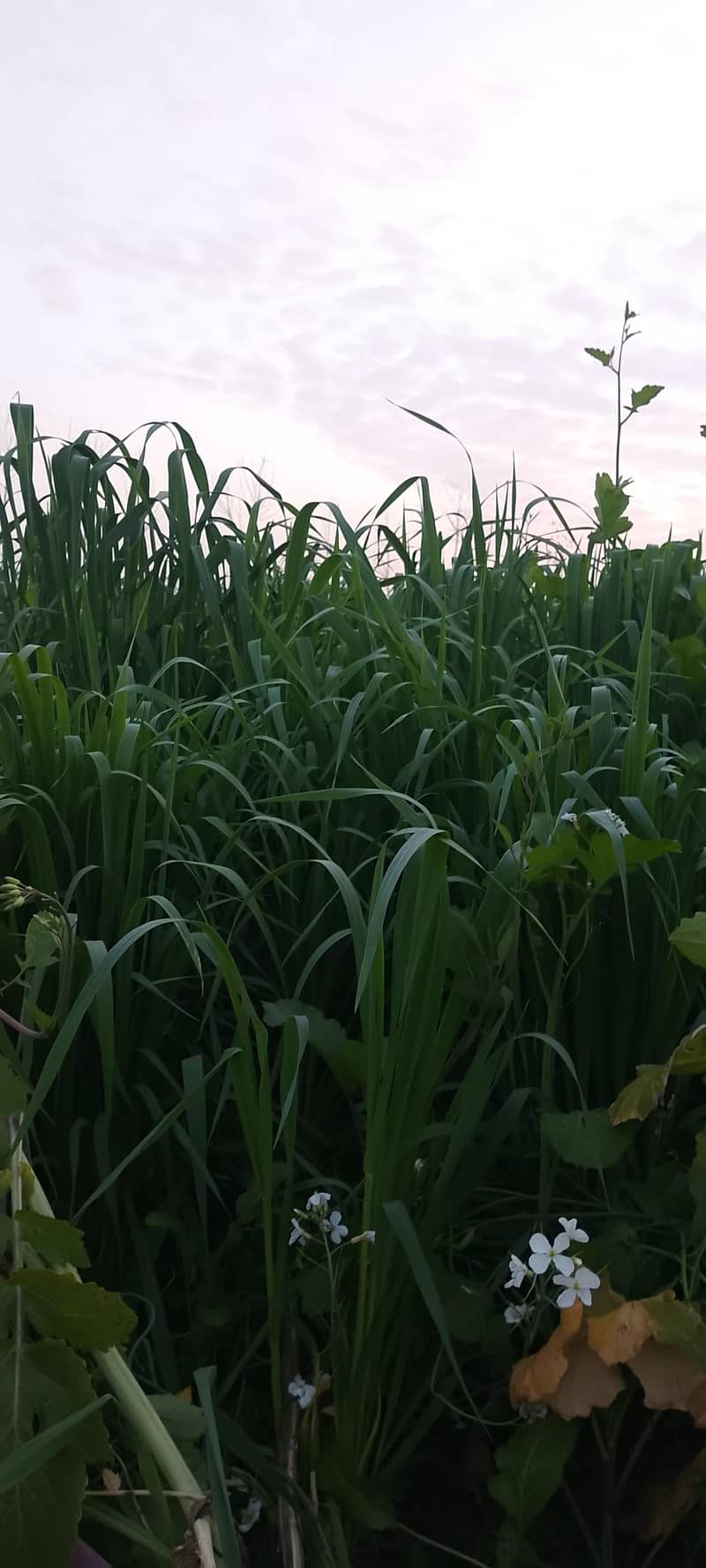 Java 1Aker For Sale Chara k leay

                                                            alt=