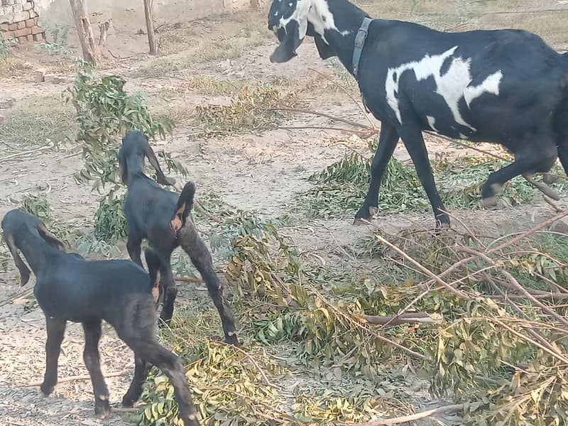 beetal huge size goat quality apky samny ha 2 female kids

                                                            alt=