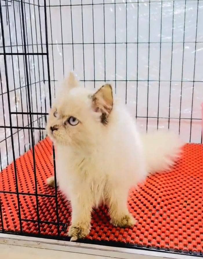 Persian cat kitten for sale my WhatsApp 03126762031

                                                            alt=