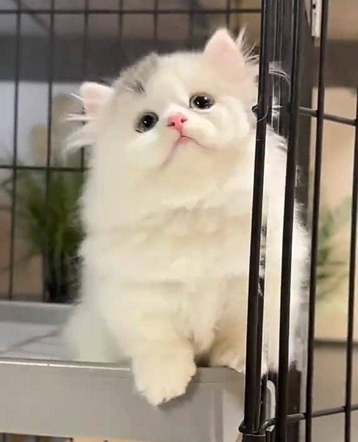 Persian cat kitten for sale my WhatsApp 03126762031

                                                            alt=