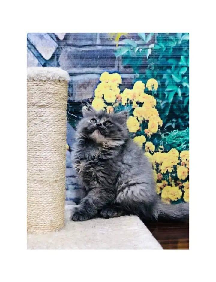 cash on delivery himalayan British kitten cat home delivery available

                                                            alt=