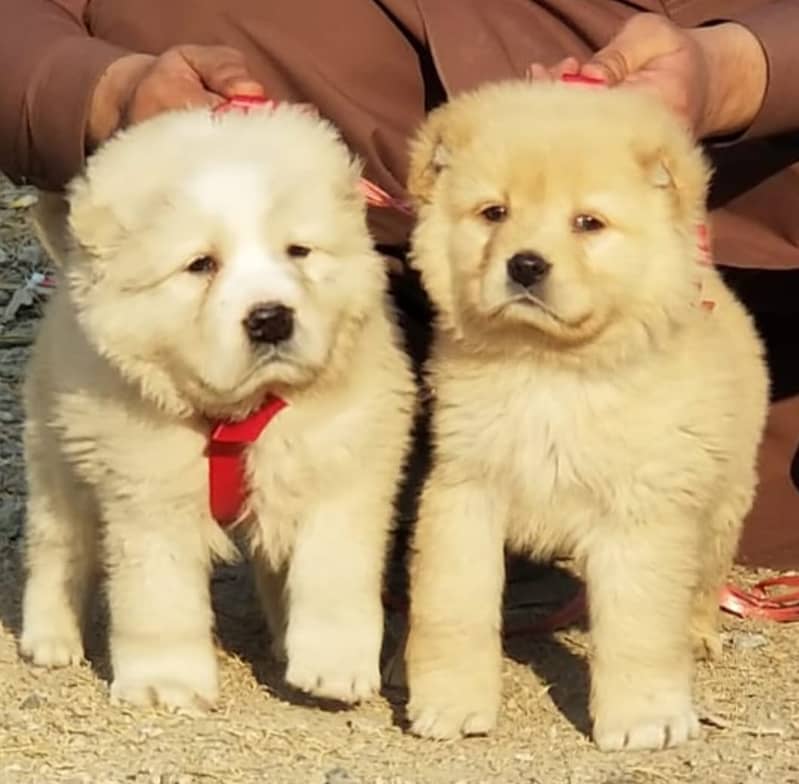 Alabai | King alabai puppies | Central Asian Shepherd dog for sale

                                                            alt=