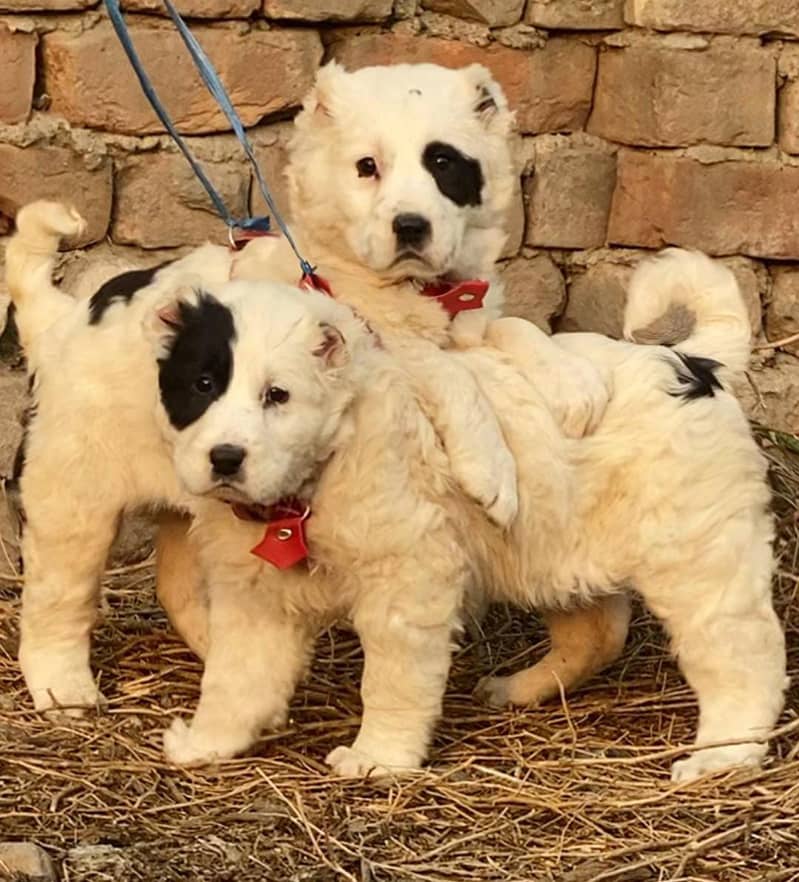 Alabai | King alabai puppies | Central Asian Shepherd dog for sale

                                                            alt=