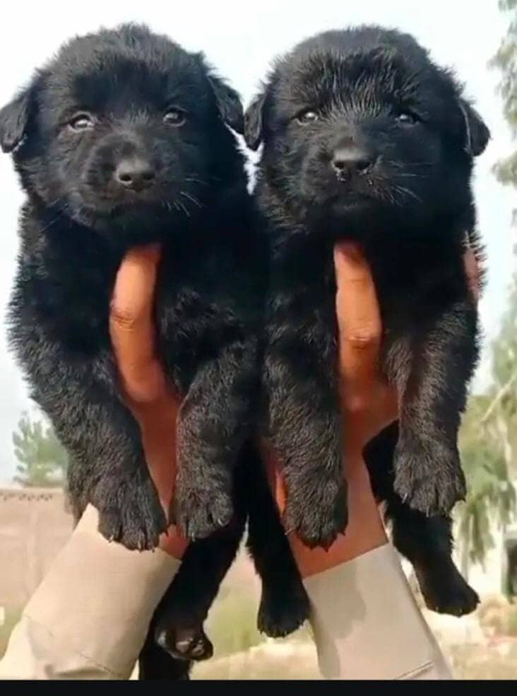 Shepherd long coated male / german shepherd dog

                                                            alt=