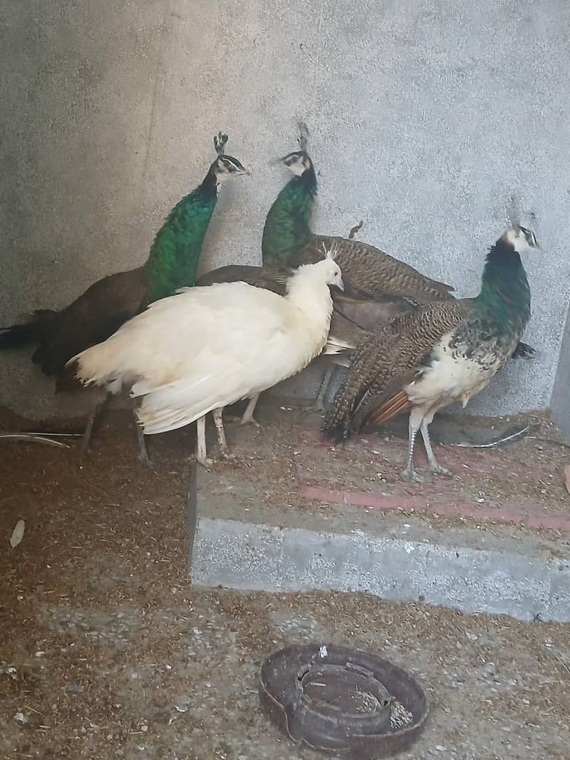 5 peacocks sell

                                                            alt=