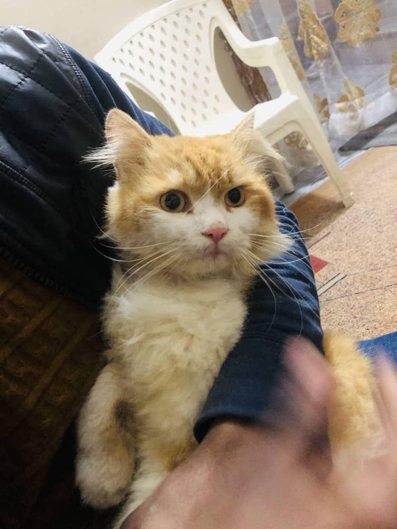 Persion cat

                                                            alt=