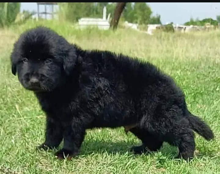 German Shepherd long coat / german shepherd dog / dog for sale

                                                            alt=