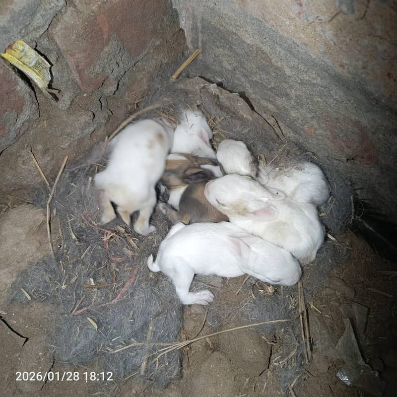 Rabbits Babies- red and black eye

                                                            alt=