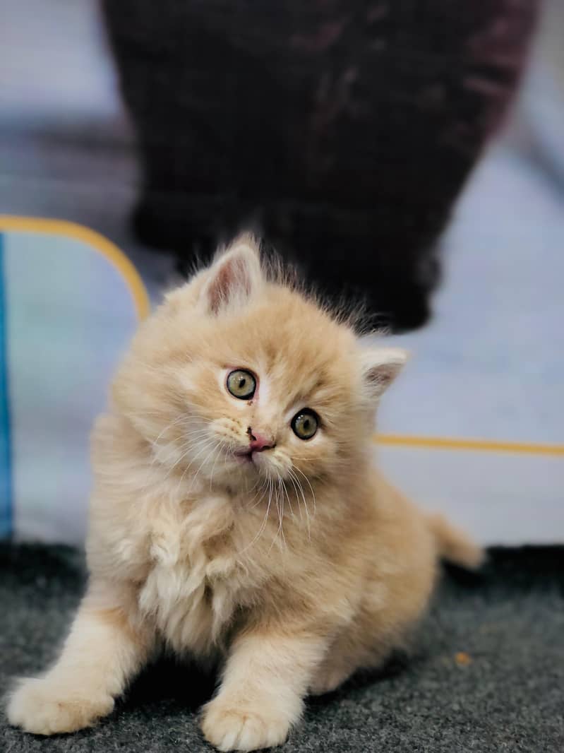 home delivery available Persian punch face cat kitten

                                                            alt=