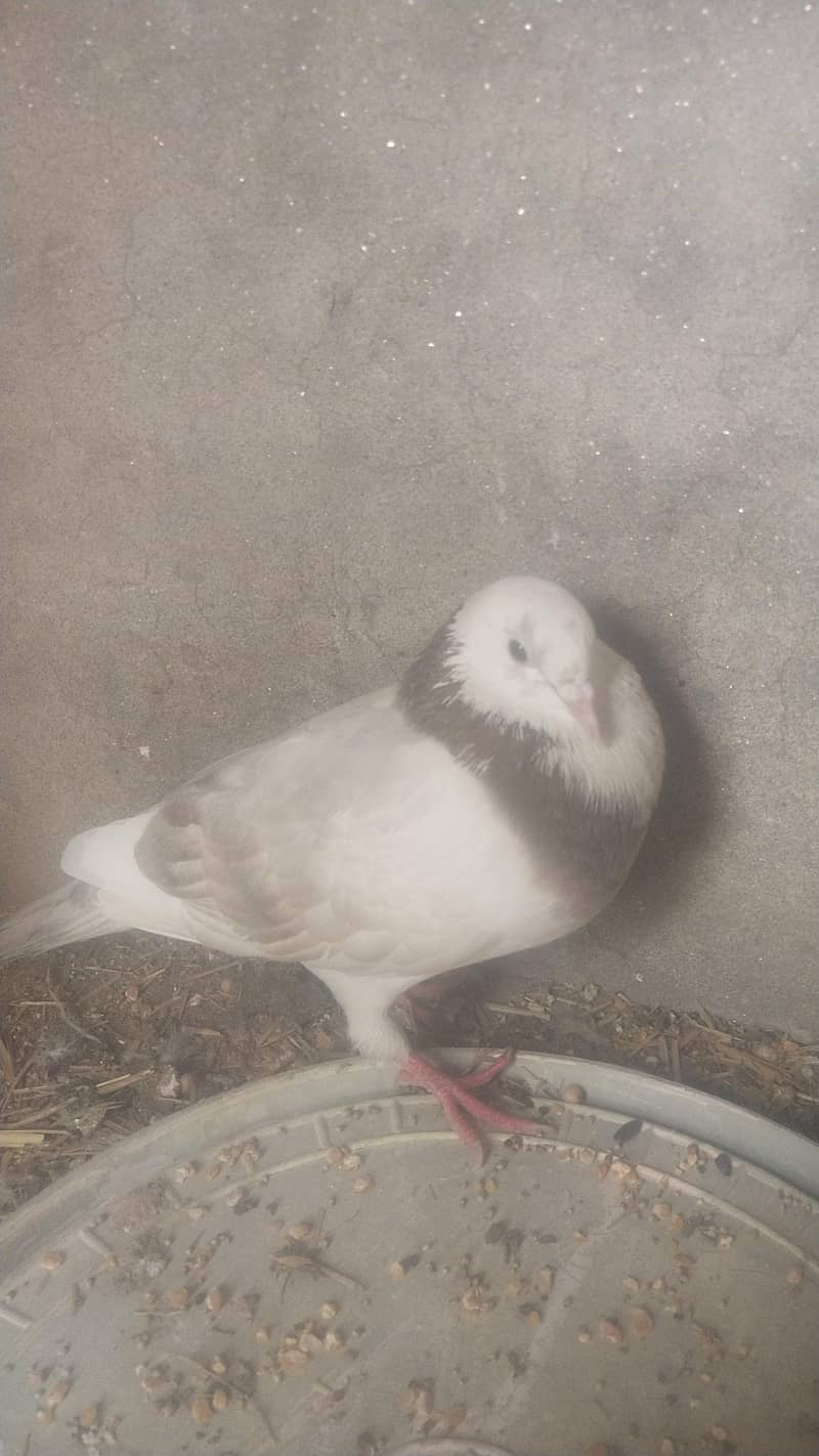 aoohha

                                                            alt=