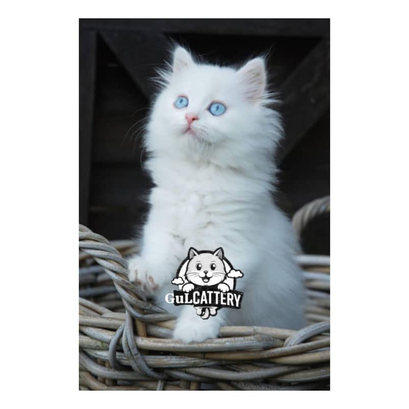 Persian British punch face piki face kitten cat available

                                                            alt=