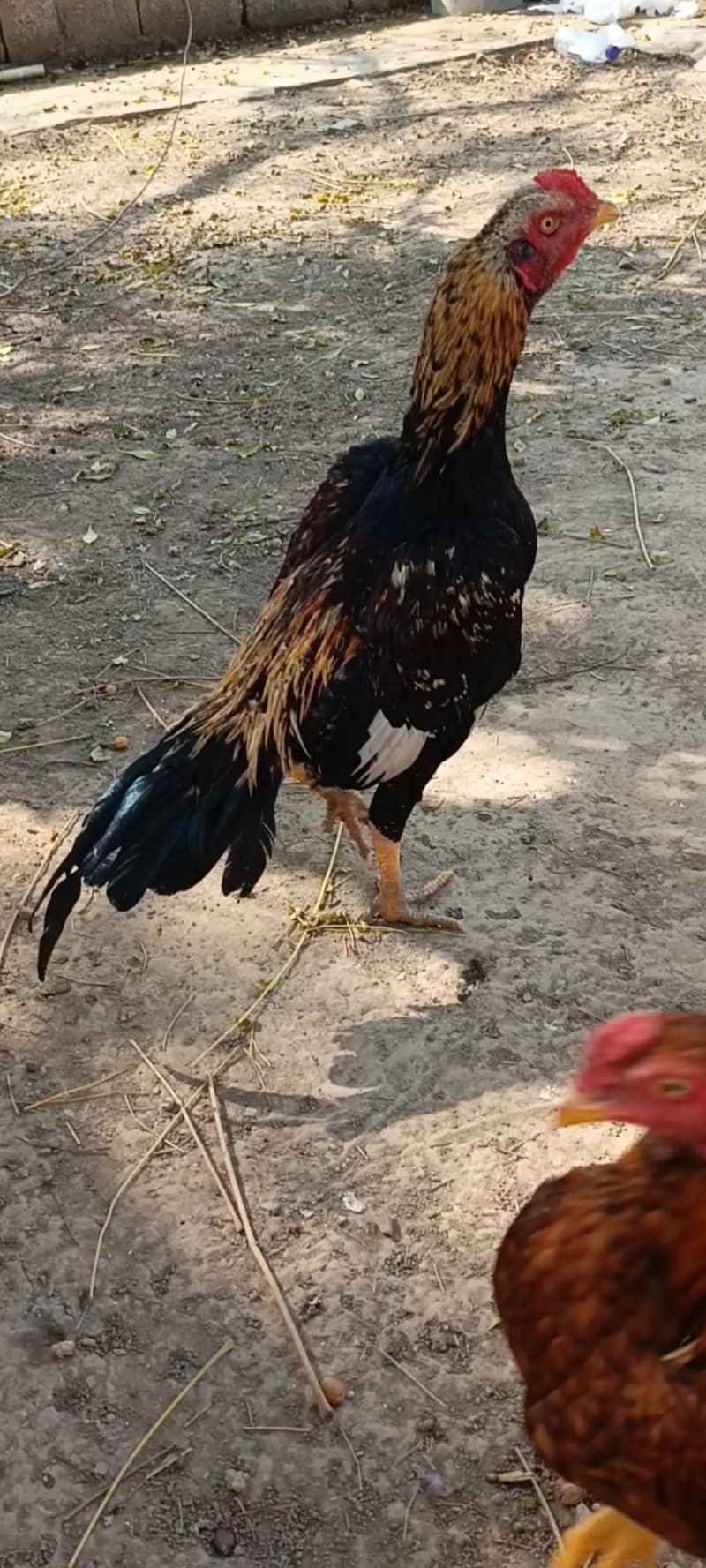 2aseel pathy ha 1peela or 1jawa aseel

                                                            alt=