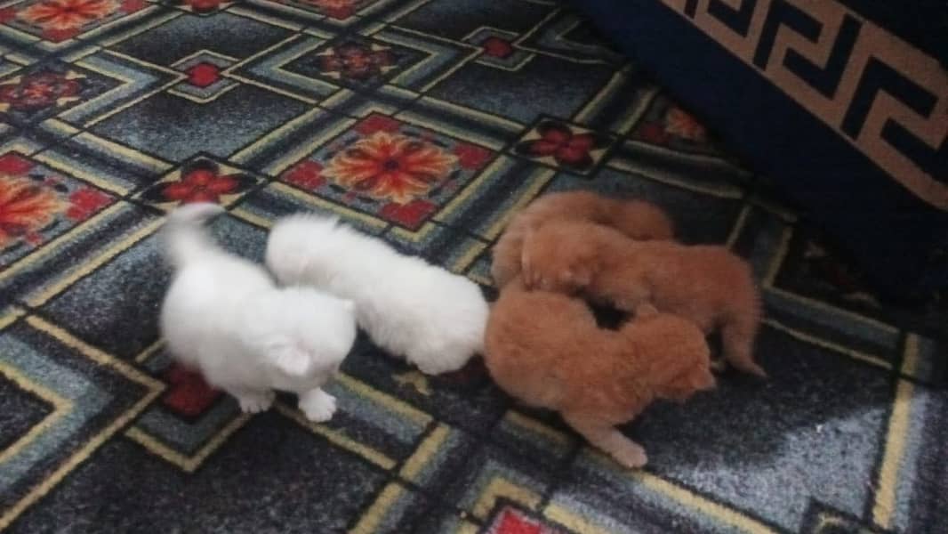 Persian  kitten

                                                            alt=