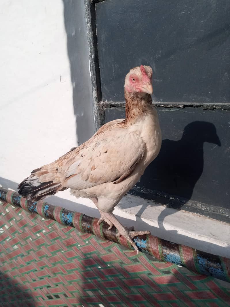 Aseel madi

                                                            alt=