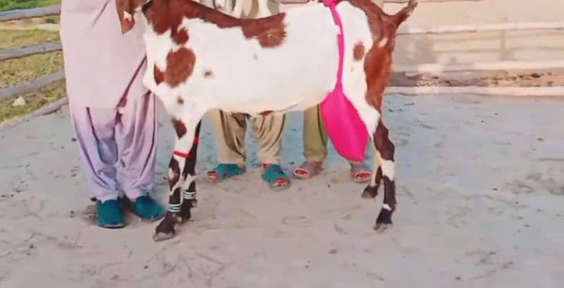Desi Bakri For Sale Whatsapp 03266288418

                                                            alt=