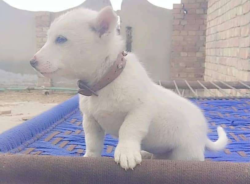 Russian puppy for sale 0309=0097784

                                                            alt=