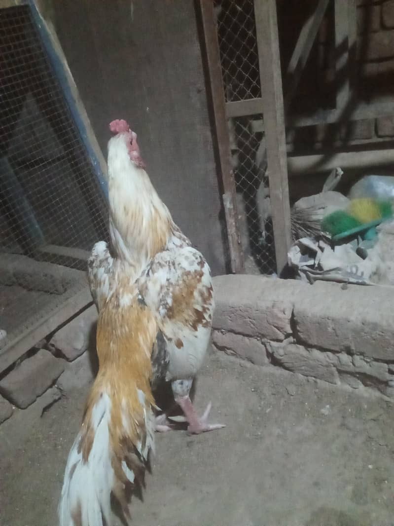 aseel patha for sale

                                                            alt=