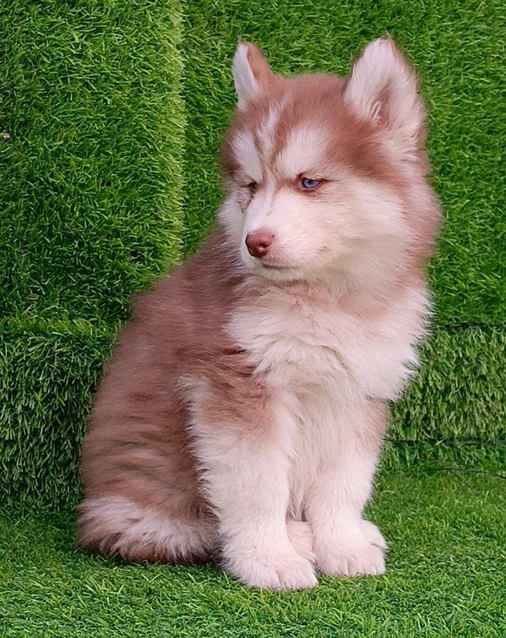 Siberian husky puppies 03425655411

                                                            alt=