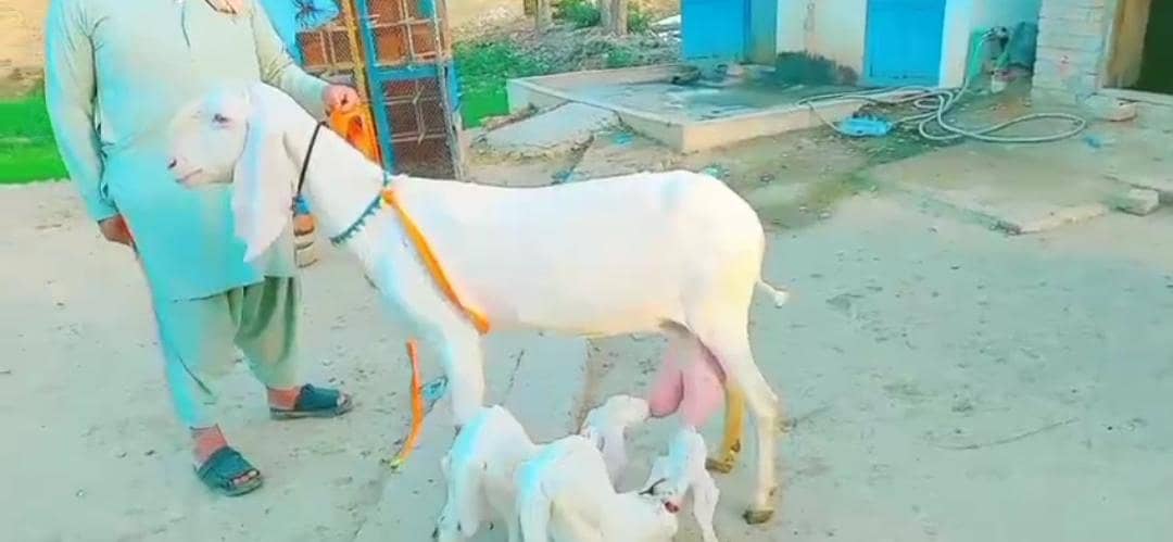 2 butcher vali Rajan puri bakri for sale. 03376219832

                                                            alt=