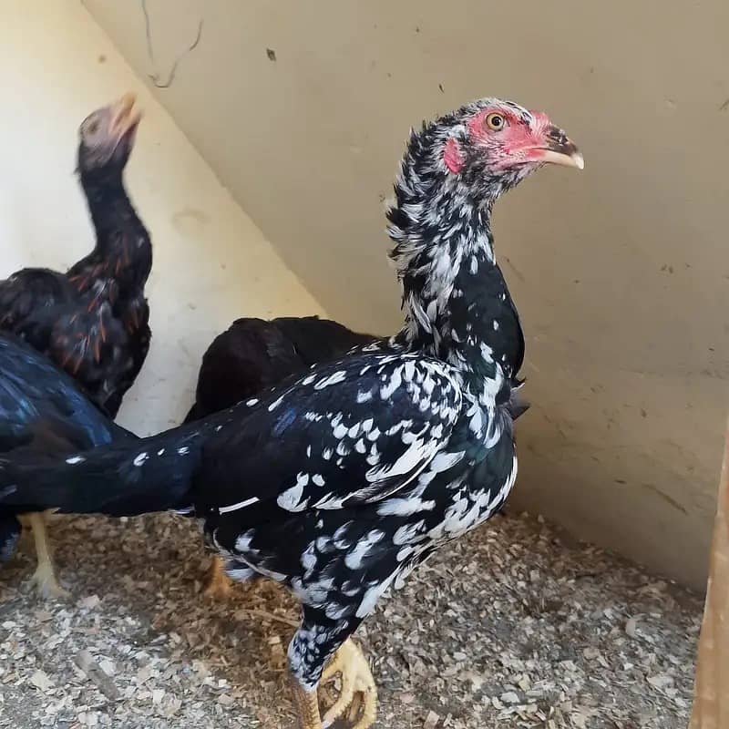 aseel | mianwali aseel | pakistani aseel | lakha | cheena | jawa

                                                            alt=