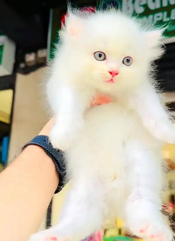 Persian female kitten for sale My WhatsApp number 03 20 24 100 47

                                                            alt=