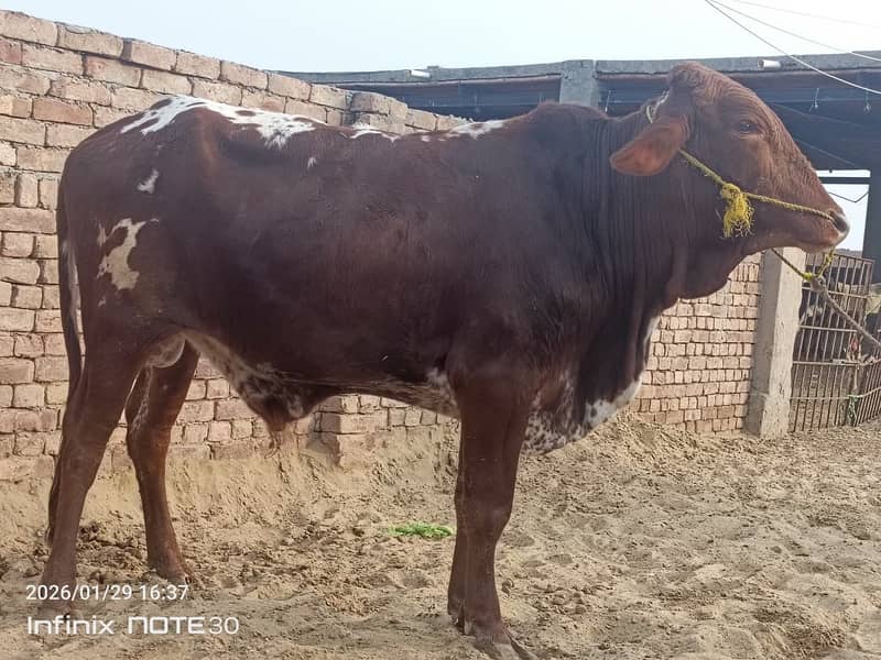 nukra Bull | cholistani Wcha | ablak Bull | bachry |qurbani bull Wacha

                                                            alt=