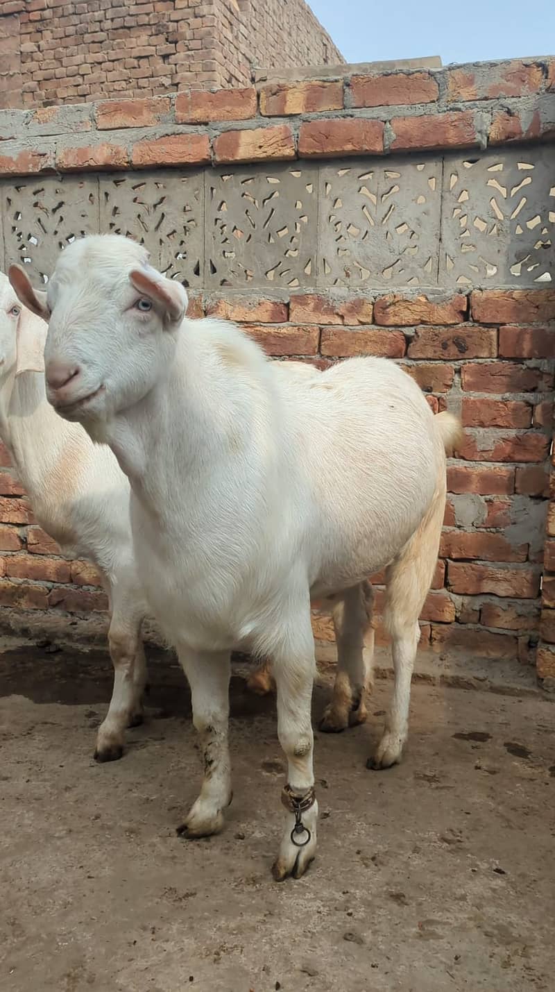 Male Teddy | Amratsari | Ablak breeder | Makhi cheena Goats fOR SALE

                                                            alt=